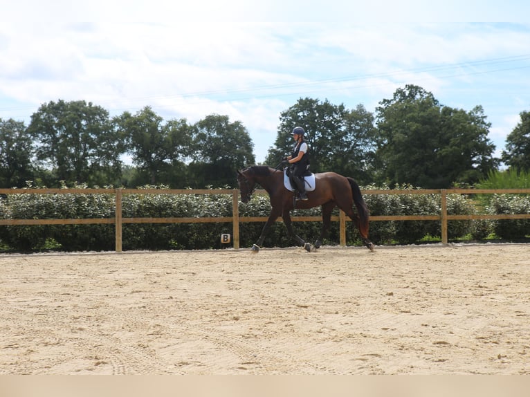 Zangersheider Mare 8 years 17 hh Black in Ile et Vilaine