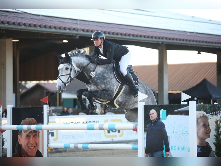 Zangersheider Mare 8 years 17 hh Grey-Dapple in Aying
