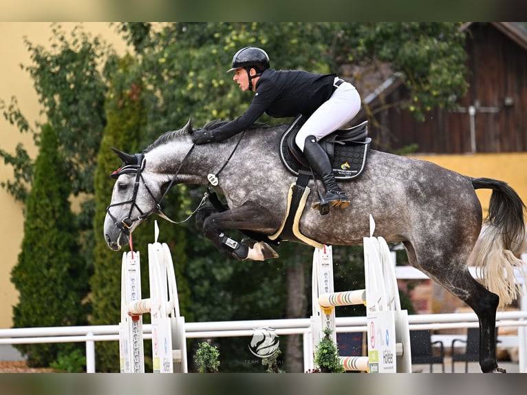 Zangersheider Mare 8 years 17 hh Grey-Dapple in Aying