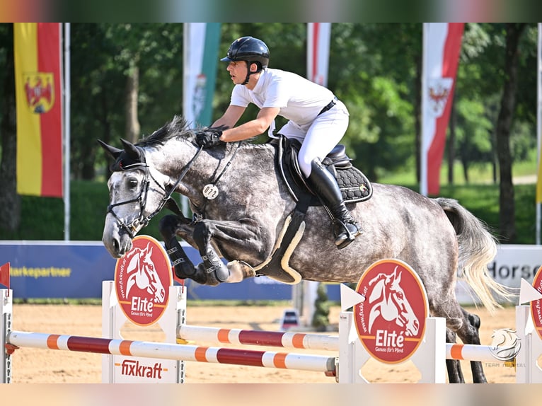 Zangersheider Mare 8 years 17 hh Grey-Dapple in Aying