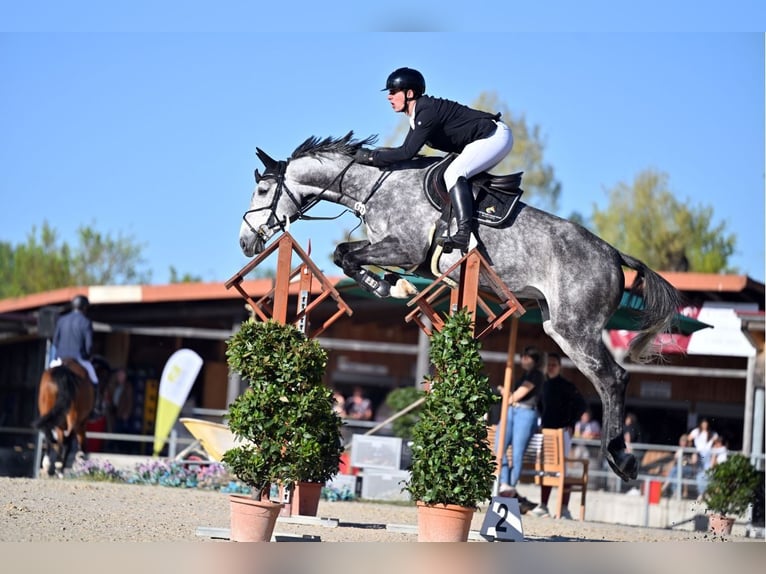 Zangersheider Mare 8 years 17 hh Grey-Dapple in Aying