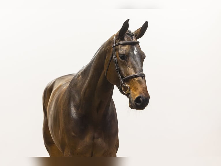 Zangersheider Mare 8 years 17 hh  in Waddinxveen