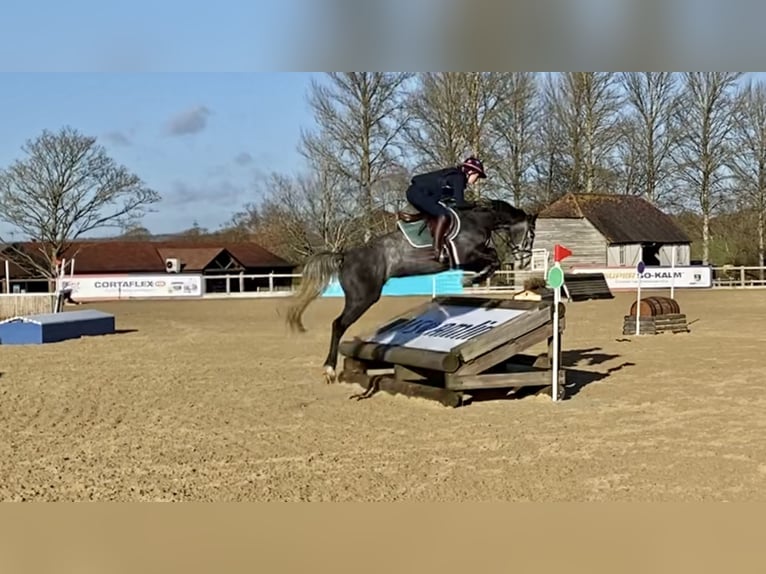 Zangersheider Mare 8 years Grey in Kent