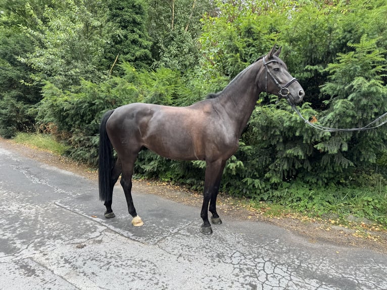 Zangersheider Mare 9 years 15.3 hh Black in Arnsberg