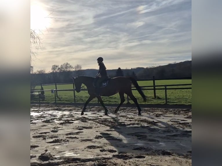 Zangersheider Mare 9 years 15,3 hh Brown in Saarlouis