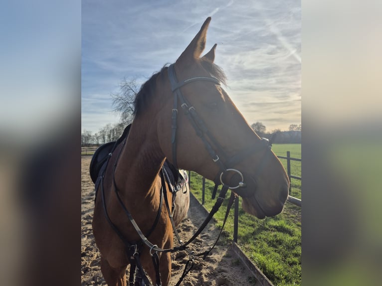 Zangersheider Mare 9 years 15,3 hh Brown in Saarlouis