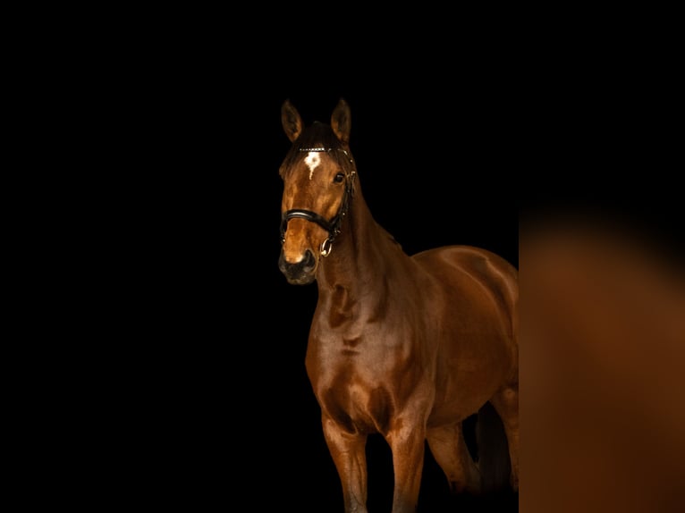 Zangersheider Mare 9 years 16.1 hh Bay in Bettange-sur-mess dippach