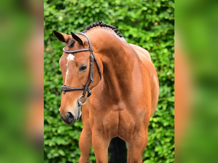 Zangersheider Mare 9 years 16.1 hh Brown in Bladel