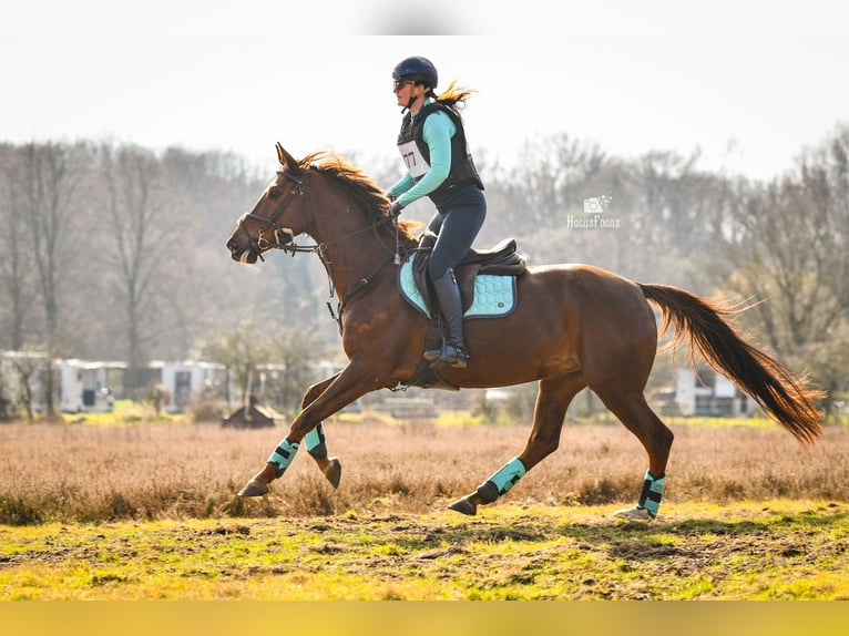 Zangersheider Mare 9 years 16.1 hh Chestnut-Red in Wijk en Aalburg