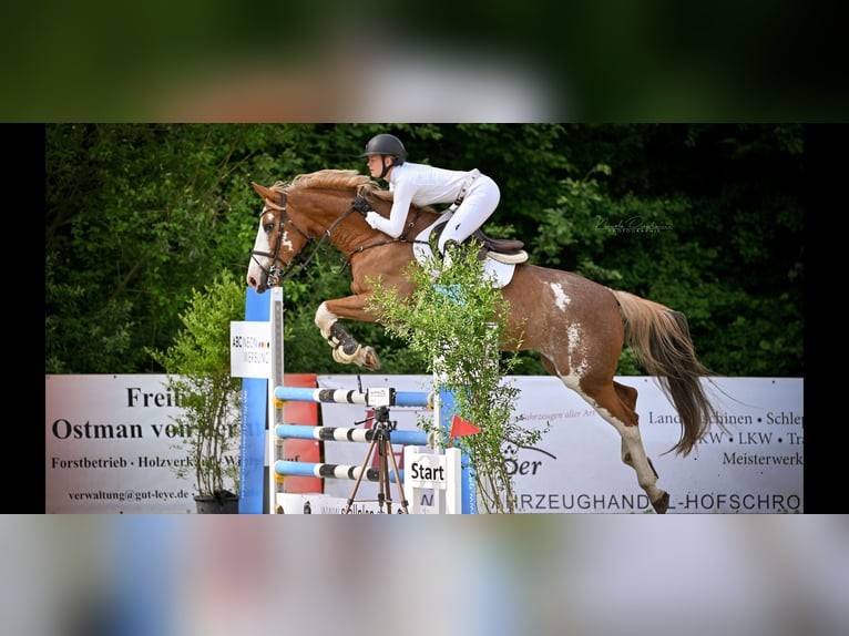 Zangersheider Mare 9 years 16.1 hh Chestnut-Red in Osnabrück