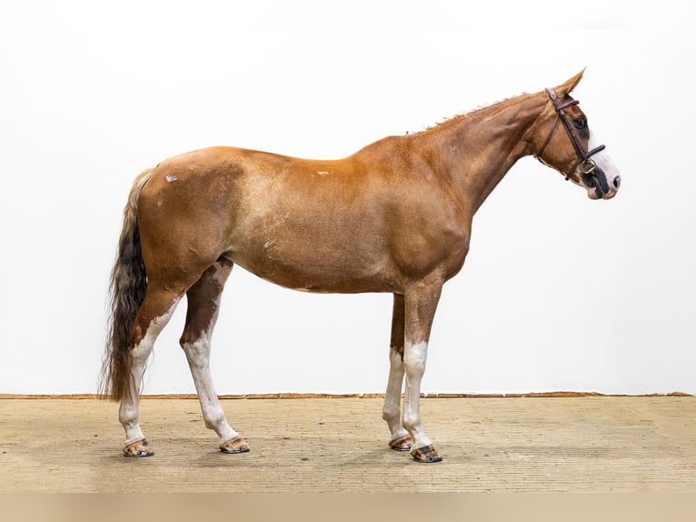 Zangersheider Mare 9 years 16.1 hh Chestnut-Red in Waddinxveen