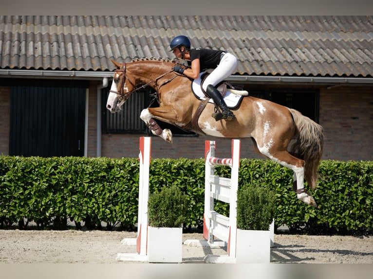 Zangersheider Mare 9 years 16.1 hh Chestnut-Red in Waddinxveen