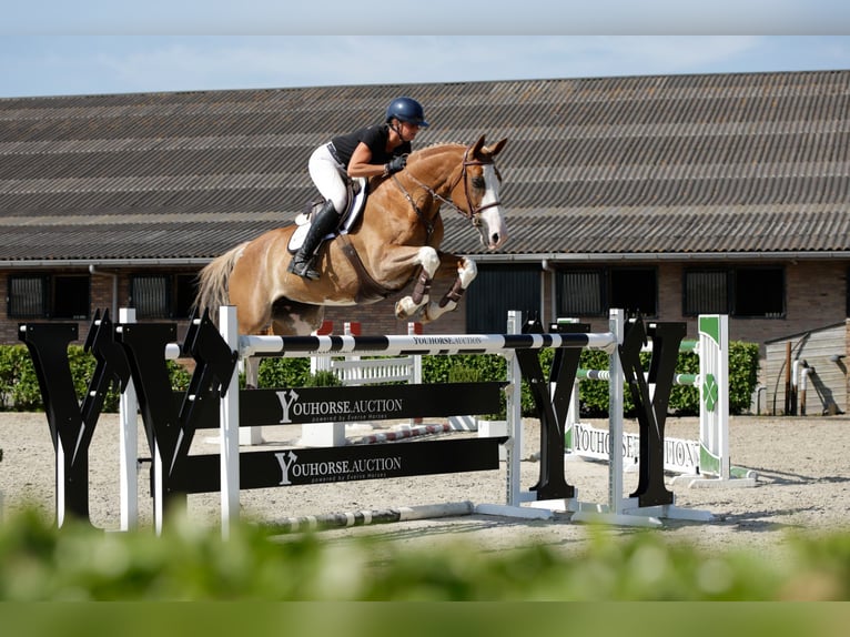 Zangersheider Mare 9 years 16.1 hh Chestnut-Red in Waddinxveen