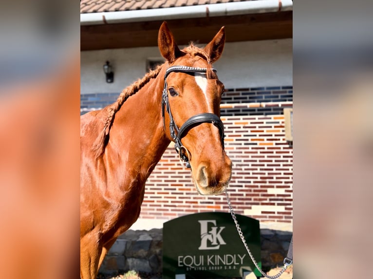 Zangersheider Mare 9 years 16.1 hh Chestnut in Prague