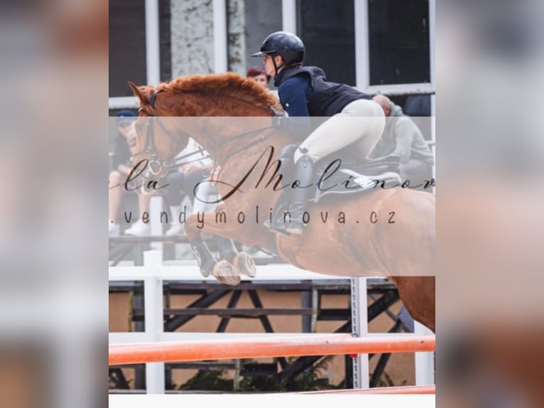 Zangersheider Mare 9 years 16.1 hh Chestnut in Prague