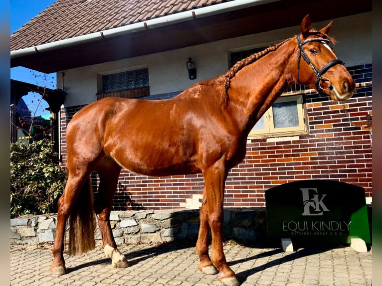 Zangersheider Mare 9 years 16.1 hh Chestnut in Prague
