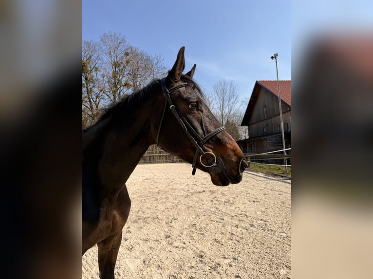 Zangersheider Mare 9 years 16.2 hh Bay-Dark in Pram