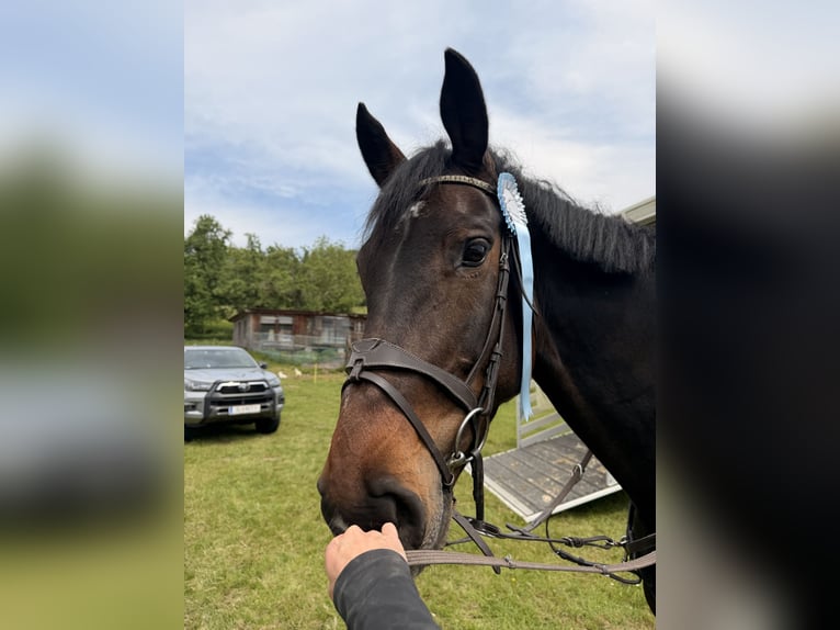 Zangersheider Mare 9 years 16.2 hh Bay-Dark in Pram