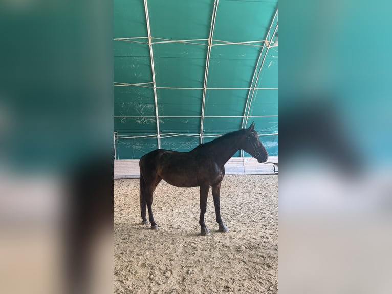 Zangersheider Mare 9 years 16.2 hh Bay-Dark in Pram