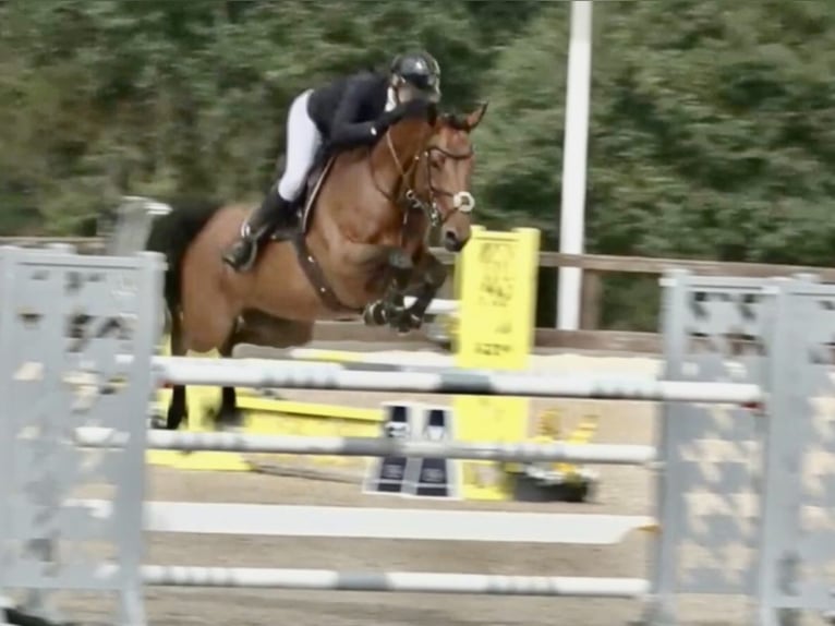 Zangersheider Mare 9 years 16,2 hh Bay in Canterbury