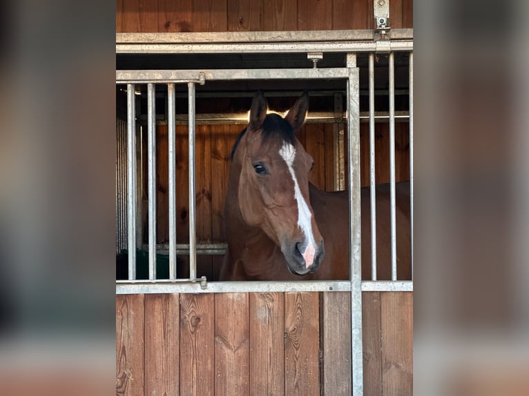 Zangersheider Mare 9 years 16.2 hh Brown in Gingelom