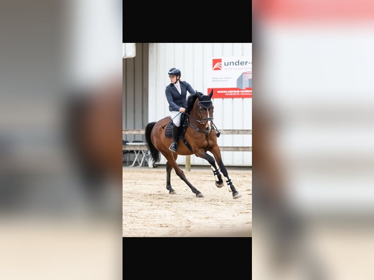Zangersheider Mare 9 years 16.2 hh Brown in Gingelom