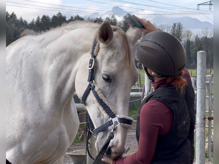 Zangersheider Mare 9 years 16,2 hh Gray in Schlins