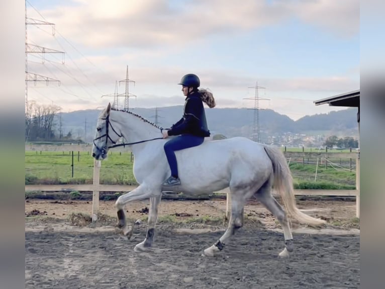 Zangersheider Mare 9 years 16,2 hh Gray in Schlins