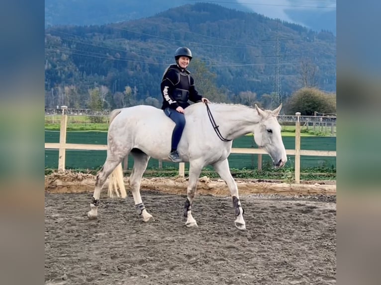 Zangersheider Mare 9 years 16,2 hh Gray in Schlins