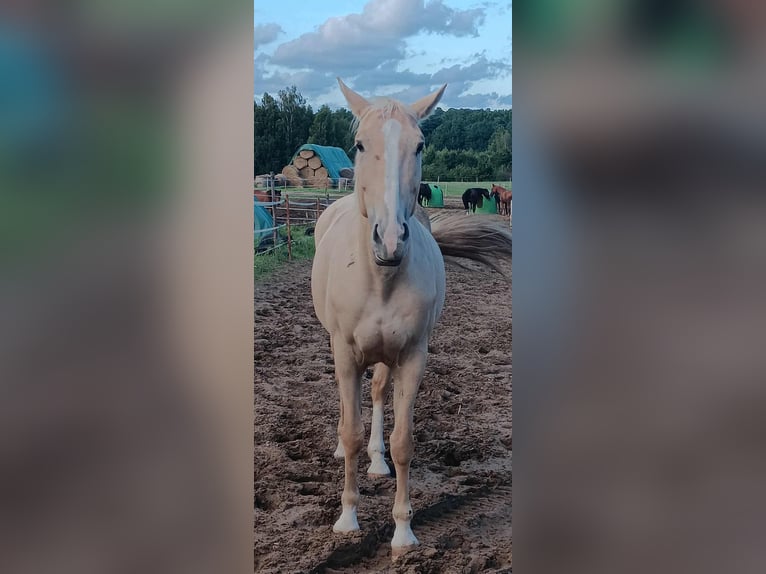 Zangersheider Mare 9 years 16.2 hh Palomino in Mąkowarsko