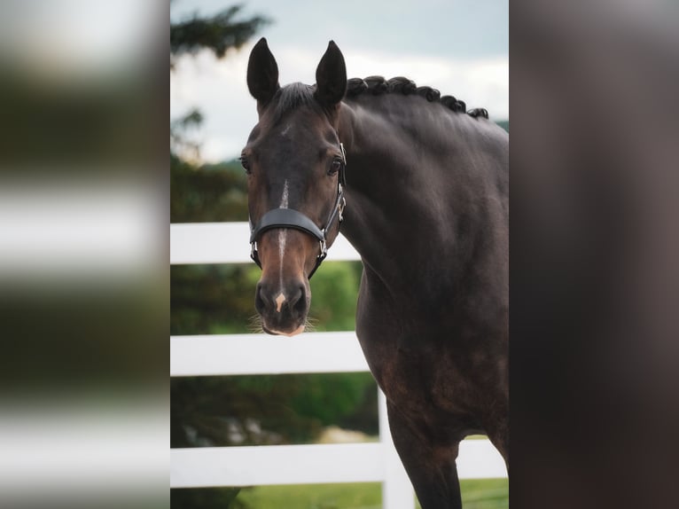 Zangersheider Mare 9 years 16.3 hh Bay-Dark in Nettersheim