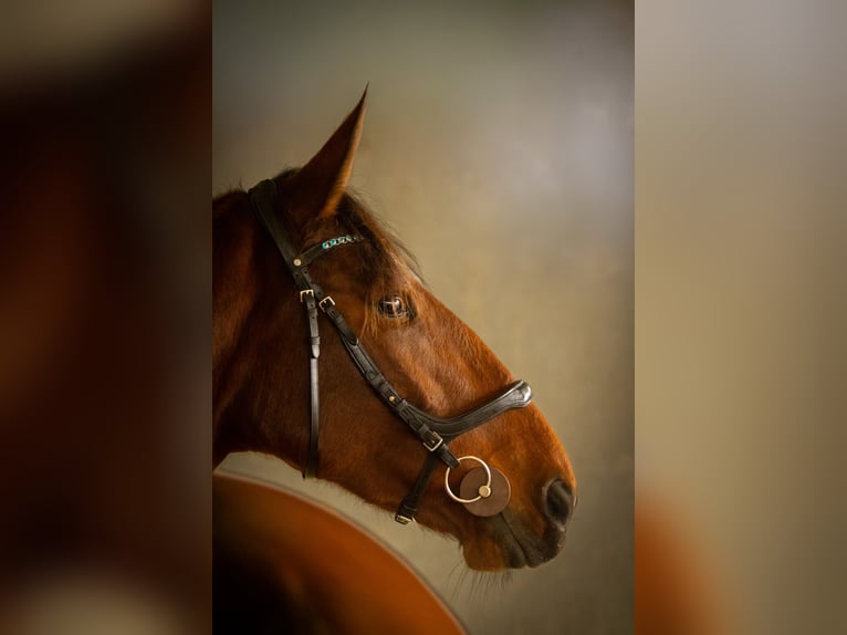 Zangersheider Mare 9 years 16,1 hh Bay in Bettange-sur-mess dippach