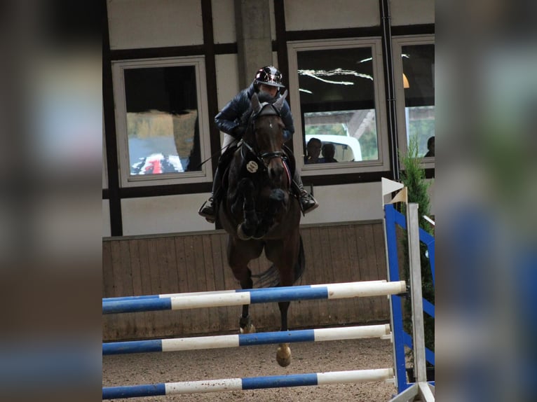 Zangersheider Mare 9 years 16,1 hh Brown in Wächtersbach Zangersheider Mare 9 years 16,1 hh Brown in Wächtersbach