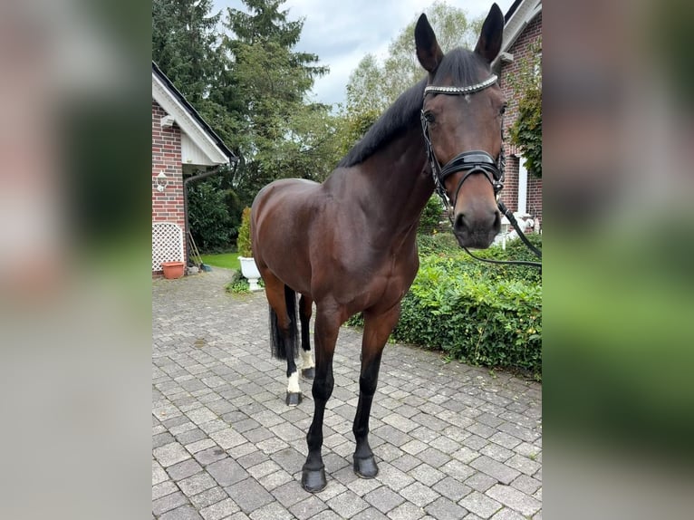 Zangersheider Mare 9 years 16,1 hh Brown in Wächtersbach Zangersheider Mare 9 years 16,1 hh Brown in Wächtersbach