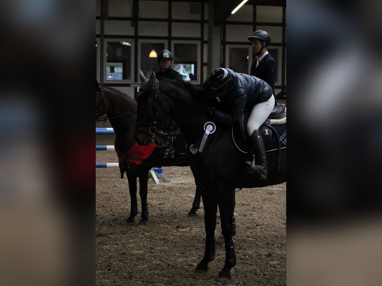 Zangersheider Mare 9 years 16,1 hh Brown in Wächtersbach Zangersheider Mare 9 years 16,1 hh Brown in Wächtersbach