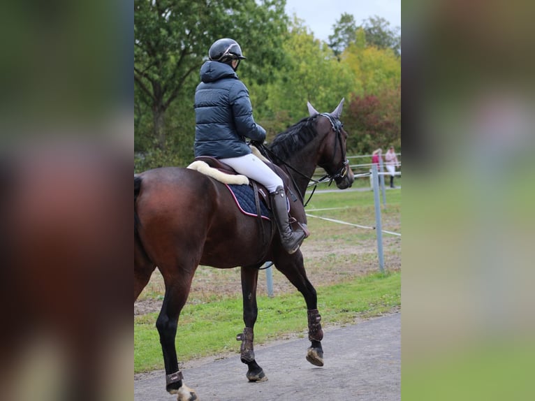 Zangersheider Mare 9 years 16,1 hh Brown in Wächtersbach Zangersheider Mare 9 years 16,1 hh Brown in Wächtersbach