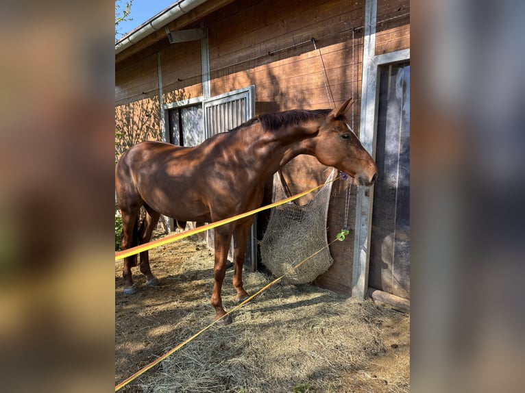 Zangersheider Mare 9 years 16,1 hh Chestnut in Bad Wurzach