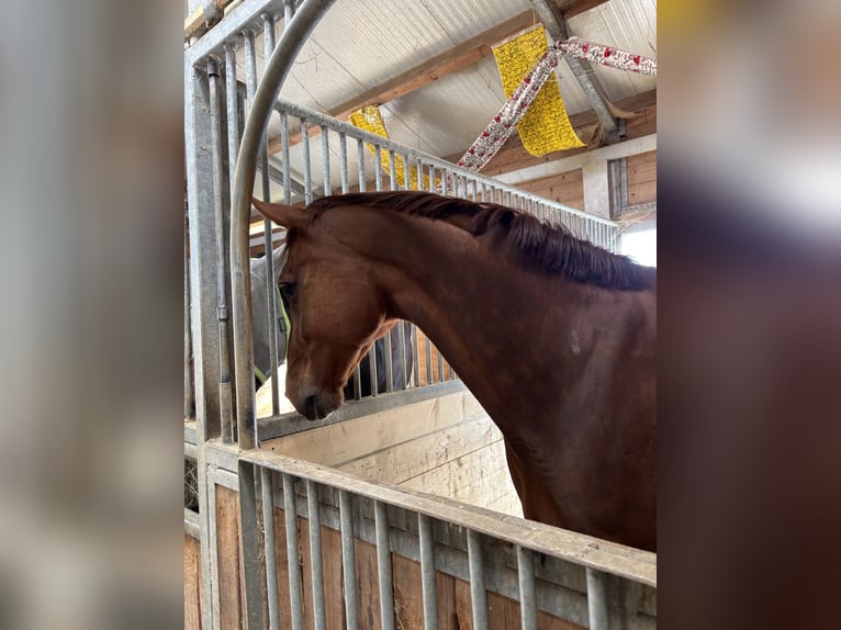 Zangersheider Mare 9 years 16,1 hh Chestnut in Bad Wurzach