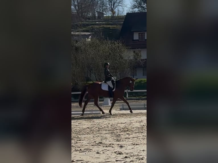 Zangersheider Mare 9 years 16,1 hh Chestnut in Bad Wurzach