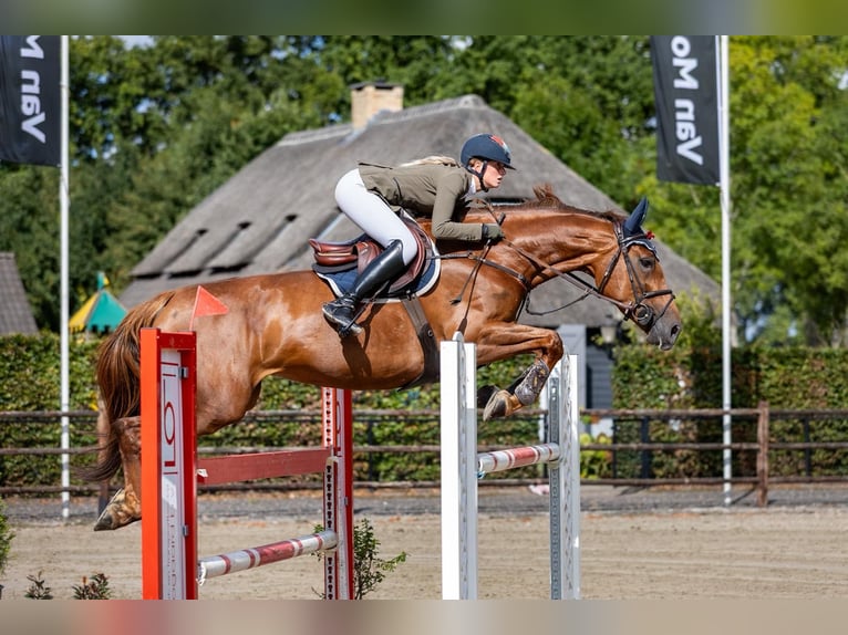 Zangersheider Mare 9 years 16,1 hh Chestnut-Red in Avignon