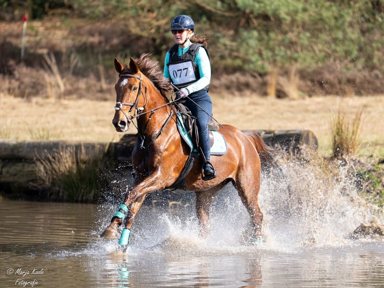 Zangersheider Mare 9 years 16,1 hh Chestnut-Red in Wijk en Aalburg