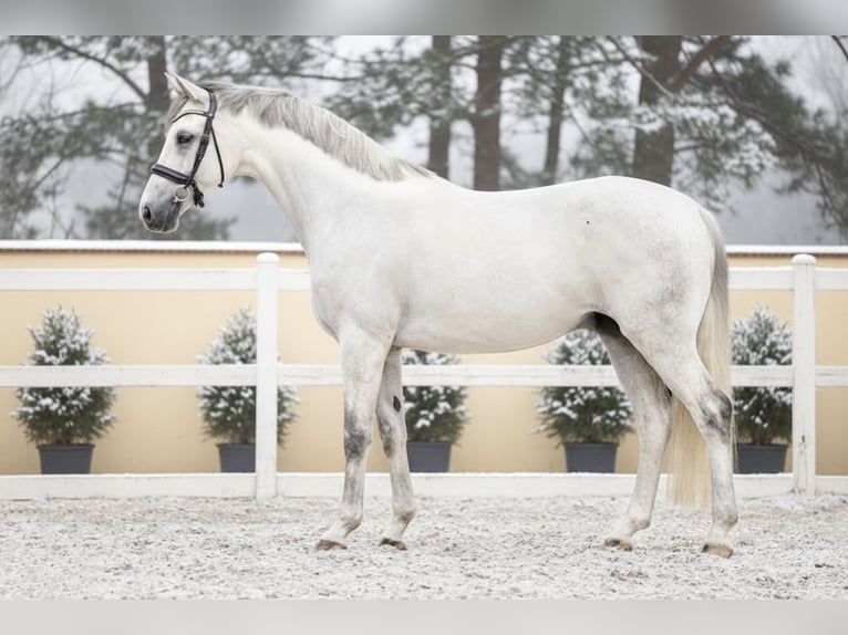 Zangersheider Mare 9 years 16,1 hh Grey in Mor