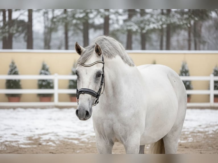 Zangersheider Mare 9 years 16,1 hh Grey in Mor