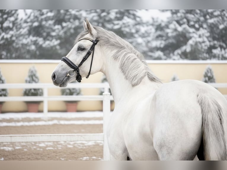 Zangersheider Mare 9 years 16,1 hh Grey in Mor