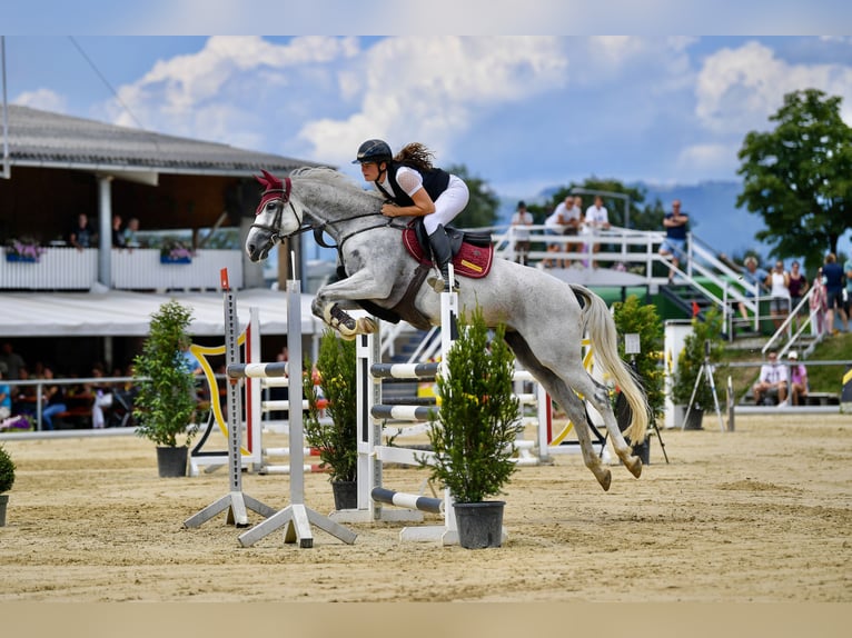 Zangersheider Mare 9 years 16,1 hh Grey in Schlins
