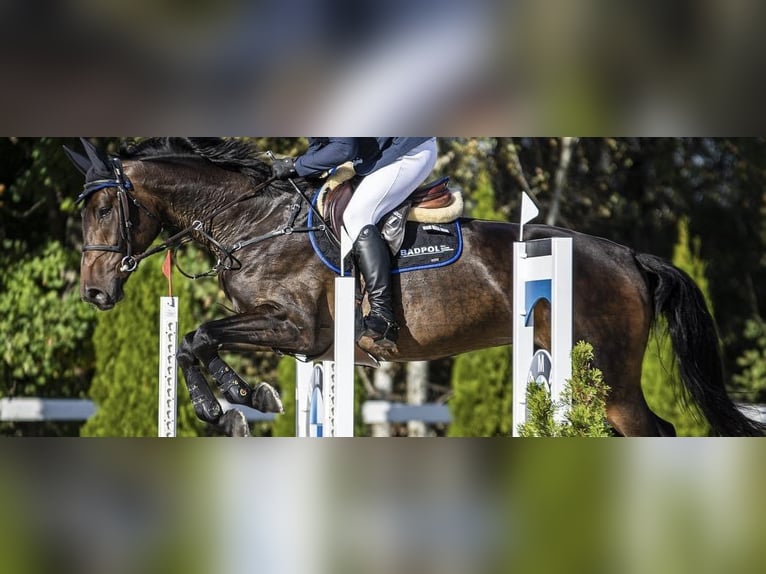 Zangersheider Mare 9 years 16,1 hh Smoky-Black in Stary Go&#x142;&#x119;bin