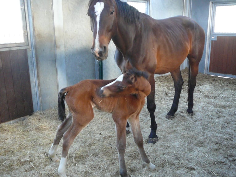 Zangersheider Mare 9 years 16,2 hh Bay-Dark in knesselare