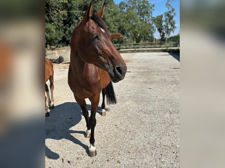 Zangersheider Mare 9 years 16,2 hh Brown in Erharting