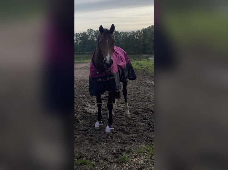 Zangersheider Mare 9 years 16,2 hh Brown in Minden