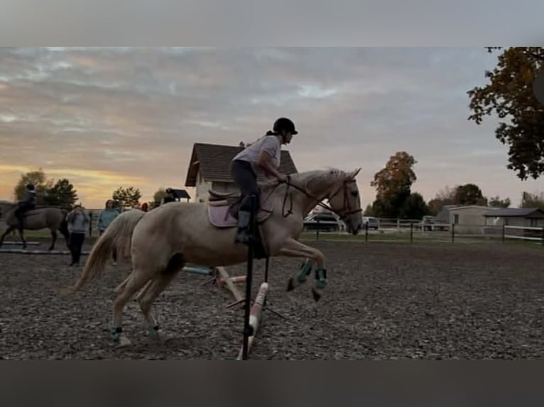Zangersheider Mare 9 years 16,2 hh Palomino in Mąkowarsko